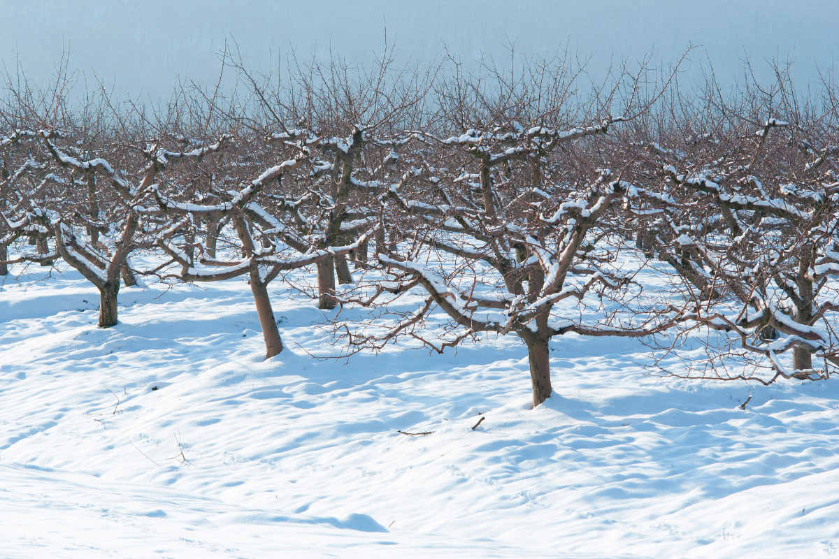 Drzewka owocowe w ogrodzie – jak zadbać o nie zimą?